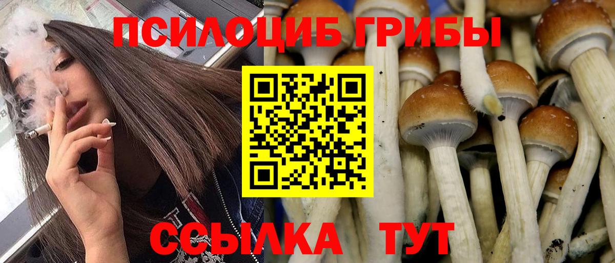 Псилоцибиновые грибы Psilocybine cubensis Липецк